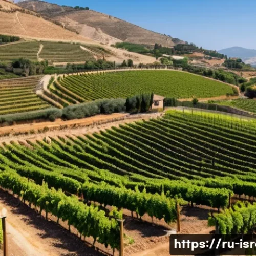 Home 32 이스라엘의 주요 와인 생산지 - A panoramic view of a high-altitude vineyard in northern Israel during early autumn, featuring rows ...